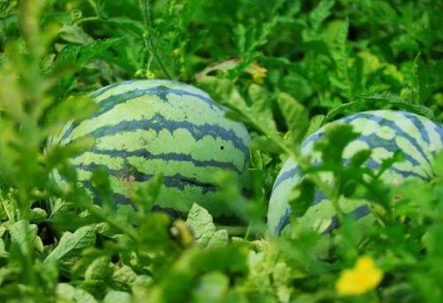 河南吃瓜,瓜果飘香,美食盛宴 第1张 河南吃瓜,瓜果飘香,美食盛宴 第1张