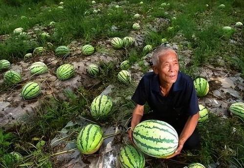 河南吃瓜,瓜果飘香,美食盛宴 第3张 河南吃瓜,瓜果飘香,美食盛宴 第3张