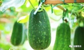 吃瓜不如不吃瓜下一句  第1张