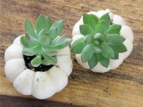 吃瓜精灵花花,吃瓜精灵花花带你揭秘娱乐圈那些事儿  第1张