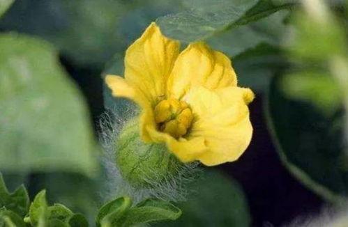 吃瓜精灵花花,吃瓜精灵花花带你揭秘娱乐圈那些事儿  第2张