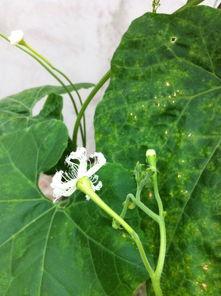 吃瓜精灵花花,吃瓜精灵花花带你揭秘娱乐圈那些事儿  第3张