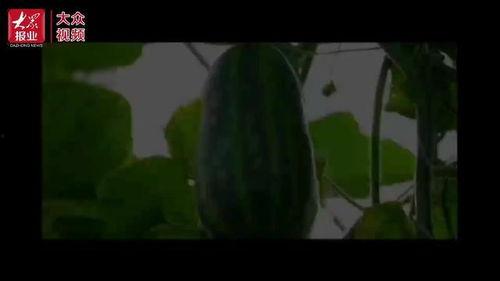 吃瓜视频打包,热门事件幕后真相全解析  第3张