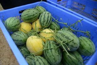 瓜这么大怎么吃  第3张