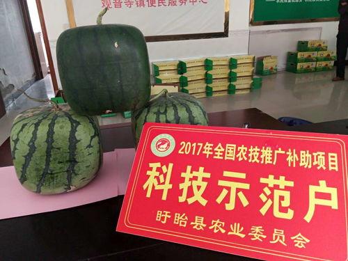 吃瓜网免费入口,畅享海量资讯，轻松获取独家内容  第3张