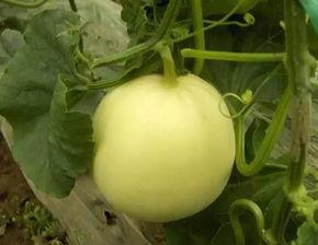 淮安盱眙吃瓜  第3张