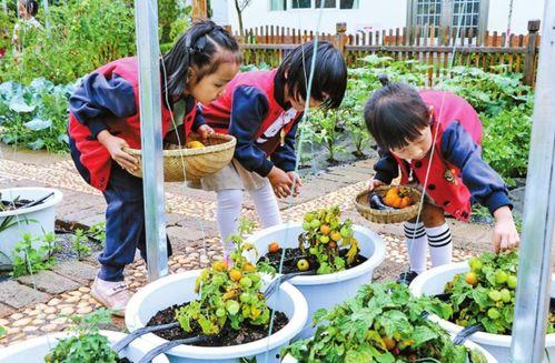 鹿泉 老师 吃瓜事件,网络舆论下的教育伦理探讨  第3张