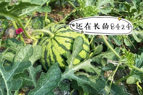 青牛吃瓜  第2张