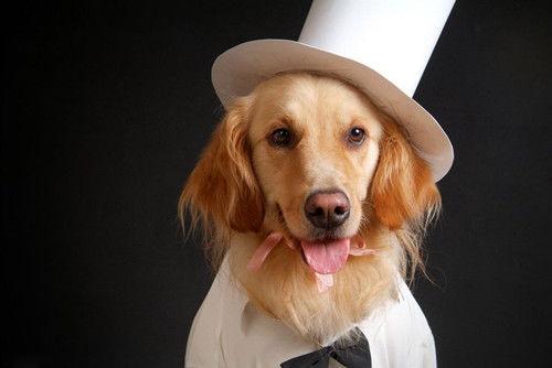 狗可以吃瓠子瓜  第2张