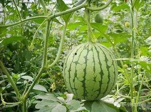 盘点吃所有瓜,那些年我们吃过的瓜  第3张